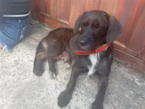 Cachorro raça SRD-ViraLata idade 7 a 11 meses nome pretinha 