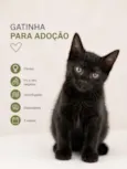 Cocada