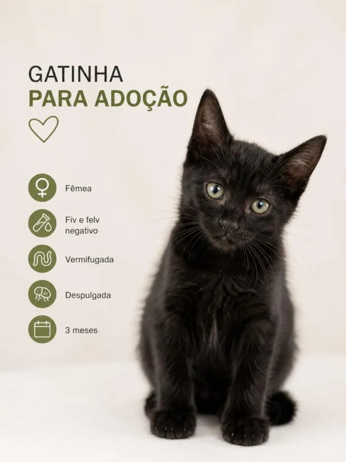 Gato raça SRD-ViraLata idade 2 a 6 meses nome Cocada