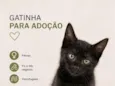 Cocada