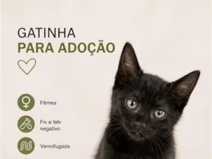 Gato raça SRD-ViraLata idade 2 a 6 meses nome Cocada