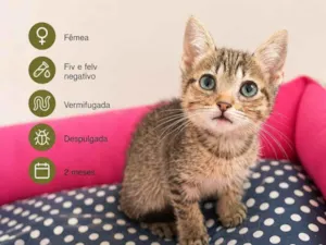 Gato raça SRD-ViraLata idade 2 a 6 meses nome Pitchuca