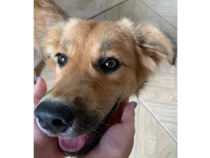 Cachorro raça SRD-ViraLata idade 2 a 6 meses nome Tito