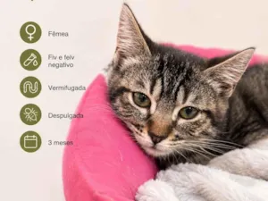 Gato raça SRD-ViraLata idade 2 a 6 meses nome Ofelia