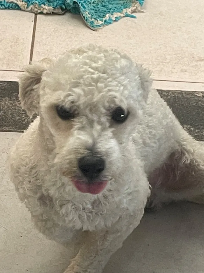 Cachorro raça Poodle idade 1 ano nome Paçoca