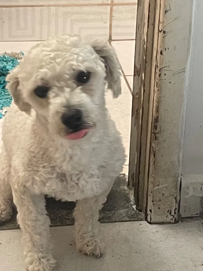Cachorro raça Poodle idade 1 ano nome Paçoca