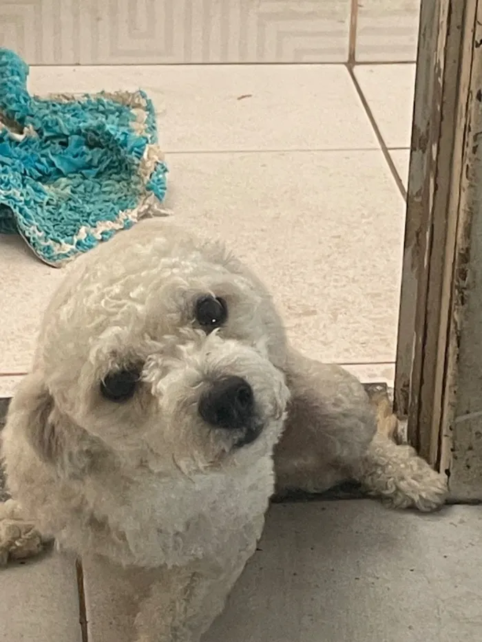 Cachorro raça Poodle idade 1 ano nome Paçoca
