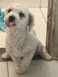 Paçoca