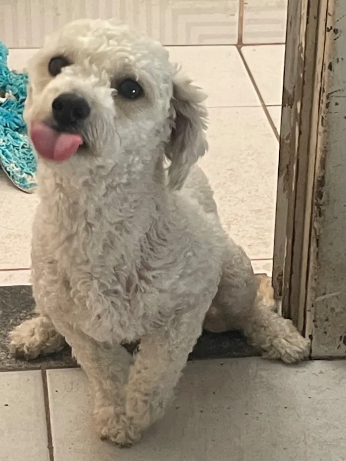 Cachorro raça Poodle idade 1 ano nome Paçoca