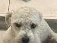 Paçoca