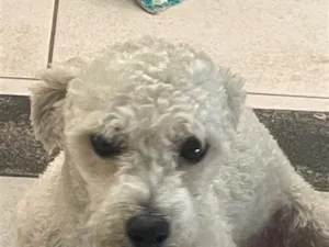 Cachorro raça Poodle idade 1 ano nome Paçoca