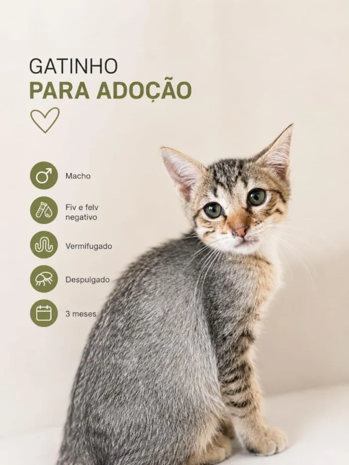 Gato raça SRD-ViraLata idade 2 a 6 meses nome MARCIO