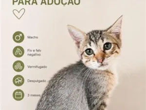 Gato raça SRD-ViraLata idade 2 a 6 meses nome MARCIO