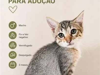 Gato raça SRD-ViraLata idade 2 a 6 meses nome MARCIO