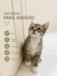 Pingo