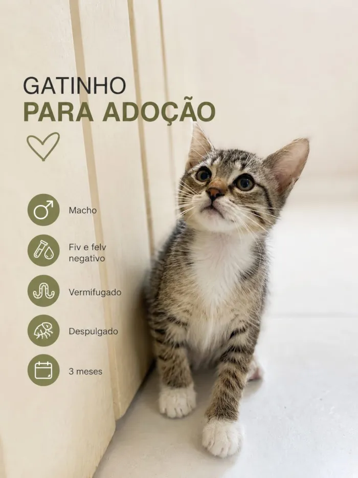 Gato raça SRD-ViraLata idade 2 a 6 meses nome Pingo