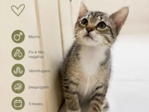 Gato raça SRD-ViraLata idade 2 a 6 meses nome Pingo