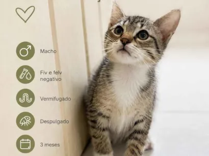 Gato raça SRD-ViraLata idade 2 a 6 meses nome Pingo