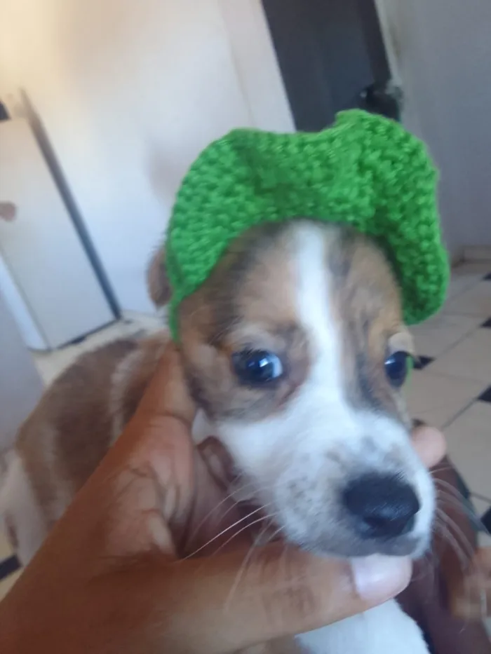 Cachorro raça SRD-ViraLata idade 2 a 6 meses nome Fred
