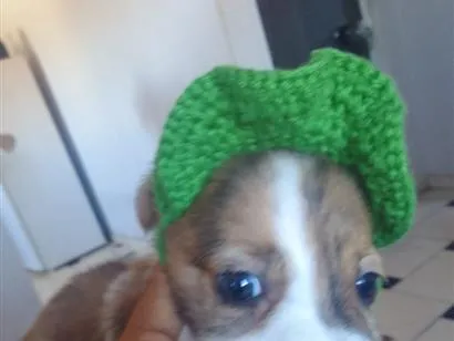 Cachorro raça SRD-ViraLata idade 2 a 6 meses nome Fred