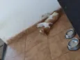 Fred