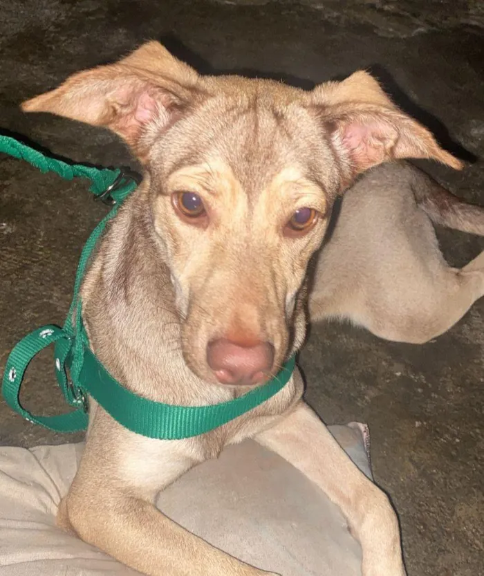 Cachorro raça SRD-ViraLata idade 7 a 11 meses nome Zoe