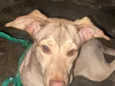 Zoe