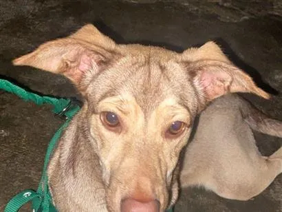 Cachorro raça SRD-ViraLata idade 7 a 11 meses nome Zoe