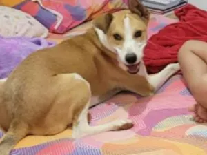 Cachorro raça SRD-ViraLata idade 1 ano nome Pitico