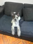 Elvis