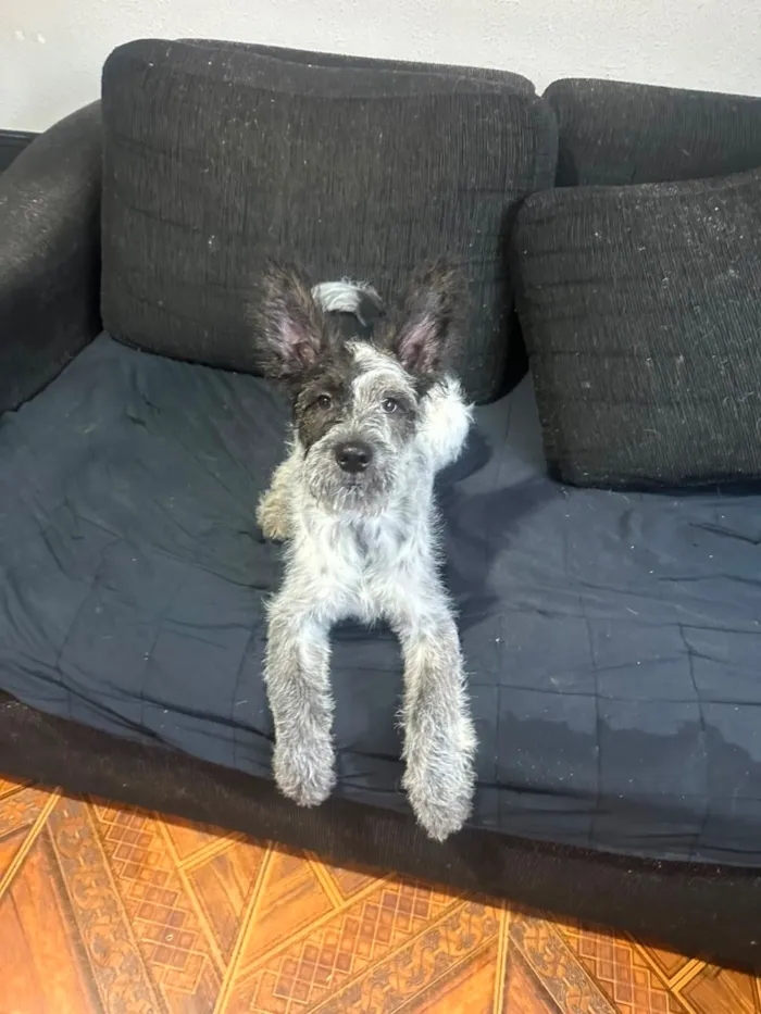 Cachorro raça SRD-ViraLata idade 2 a 6 meses nome Elvis