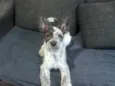 Elvis