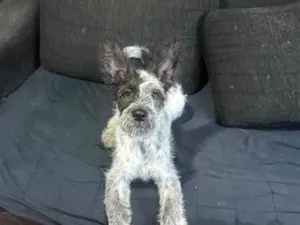 Cachorro raça SRD-ViraLata idade 2 a 6 meses nome Elvis