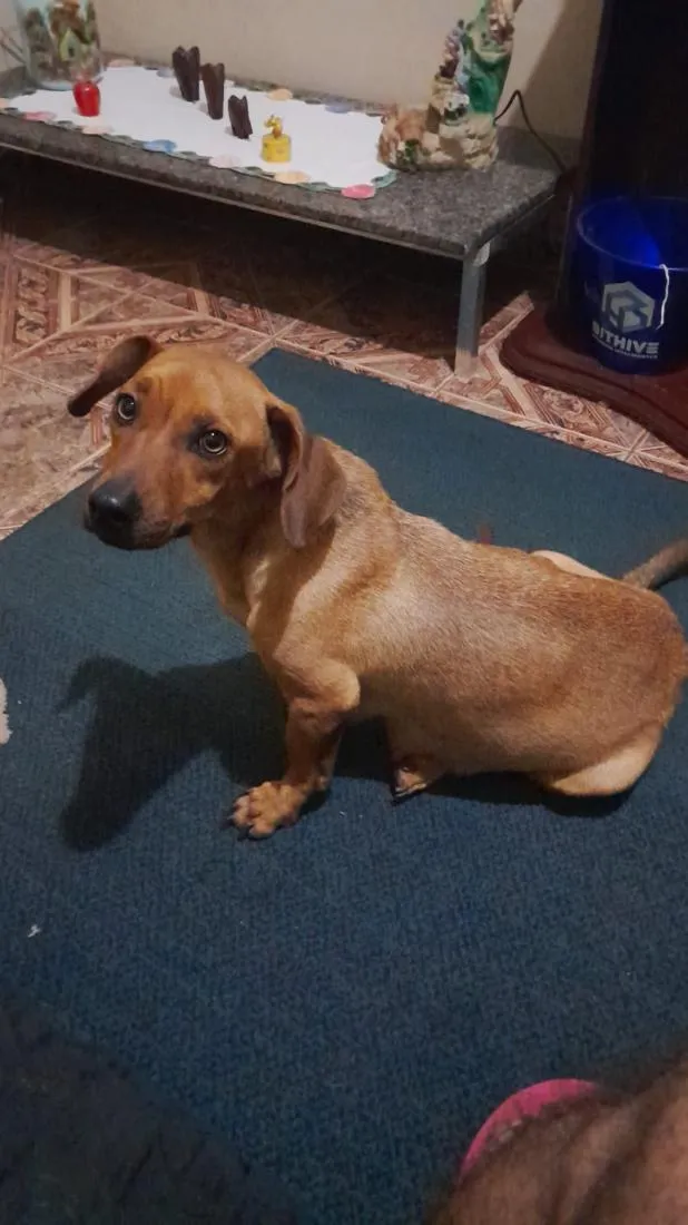 Cachorro raça SRD-ViraLata idade 3 anos nome Kika