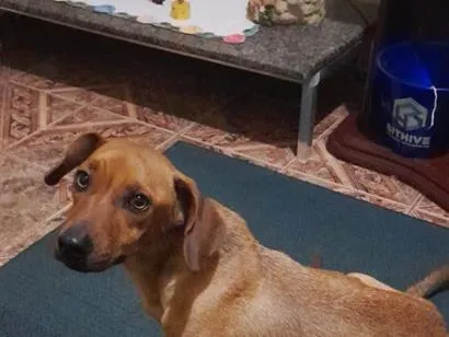 Cachorro raça SRD-ViraLata idade 3 anos nome Kika