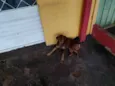 caramelo