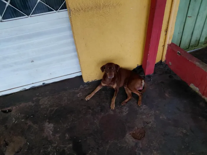 Cachorro raça SRD-ViraLata idade 2 a 6 meses nome caramelo