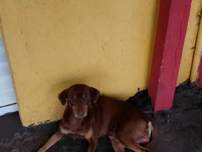 Cachorro raça SRD-ViraLata idade 2 a 6 meses nome caramelo