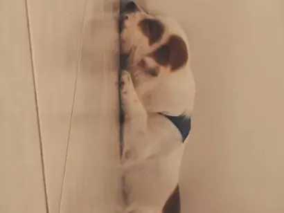 Cachorro raça SRD-ViraLata idade 1 ano nome aroma