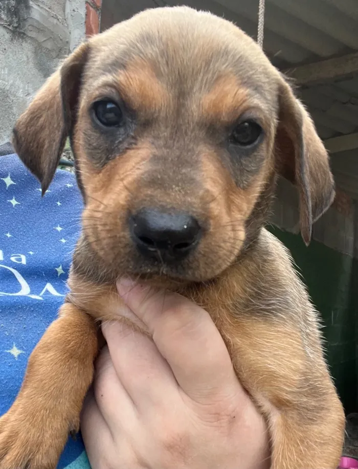 Cachorro raça Labrador idade 2 a 6 meses nome Mel