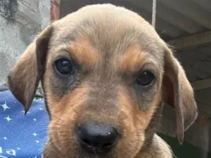 Cachorro raça Labrador idade 2 a 6 meses nome Mel