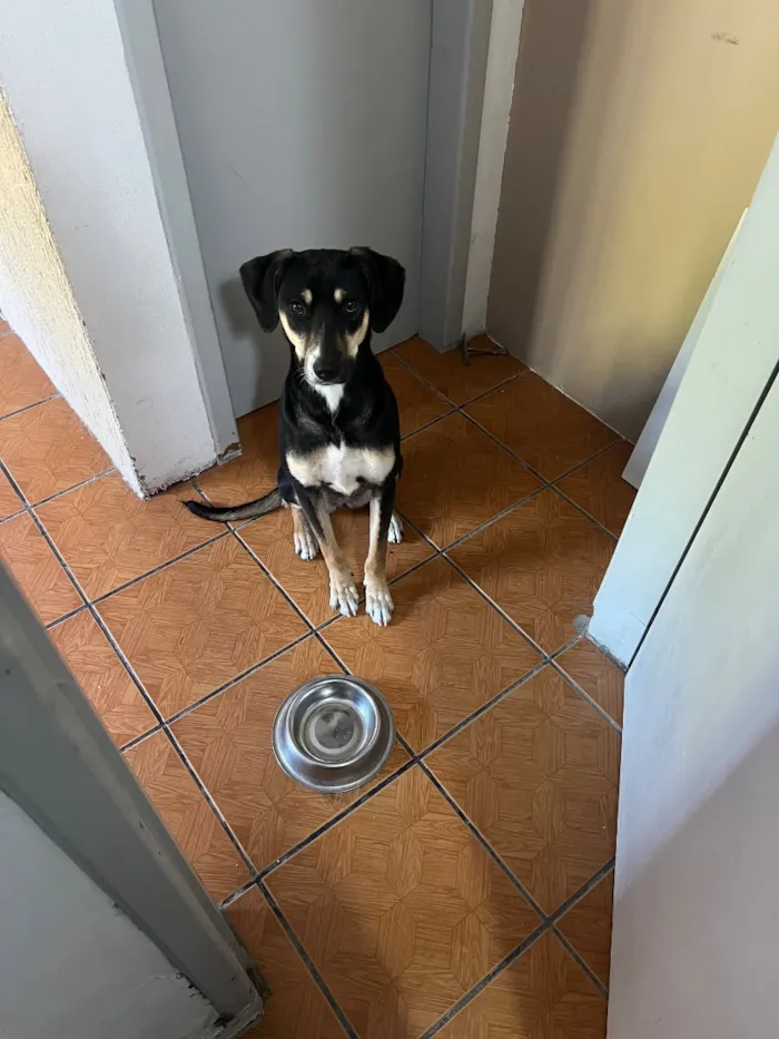 Cachorro raça SRD-ViraLata idade 1 ano nome parrie