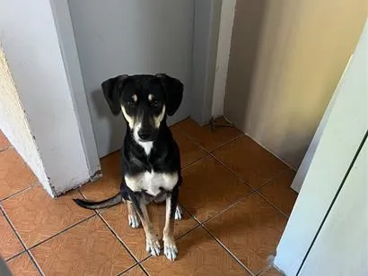 Cachorro raça SRD-ViraLata idade 1 ano nome parrie