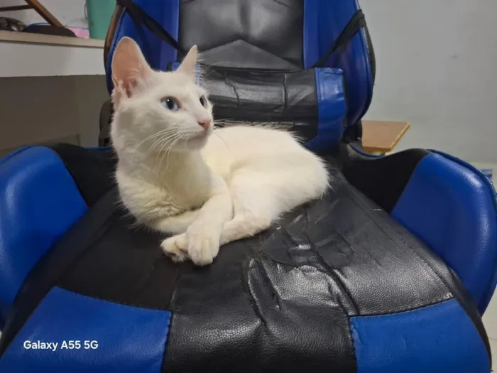 Gato raça SRD-ViraLata idade 7 a 11 meses nome Kyra