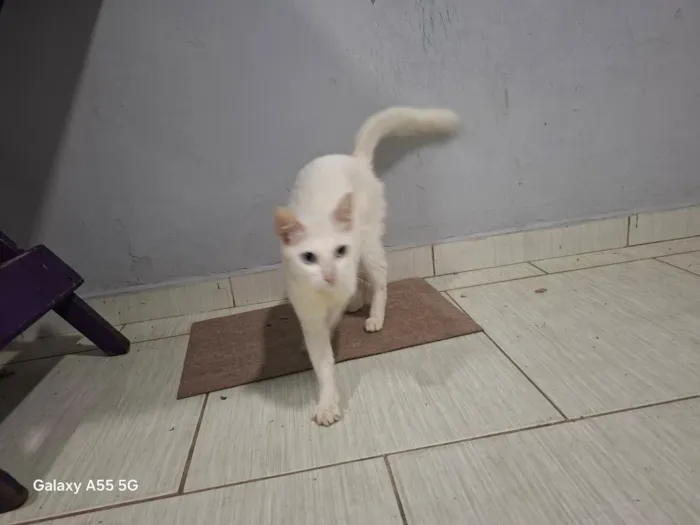 Gato raça SRD-ViraLata idade 7 a 11 meses nome Kyra