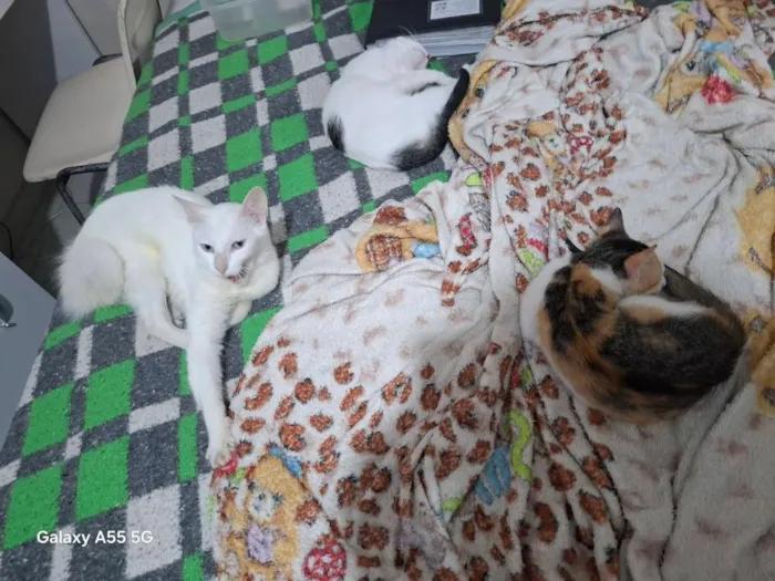 Gato raça SRD-ViraLata idade 7 a 11 meses nome Kyra
