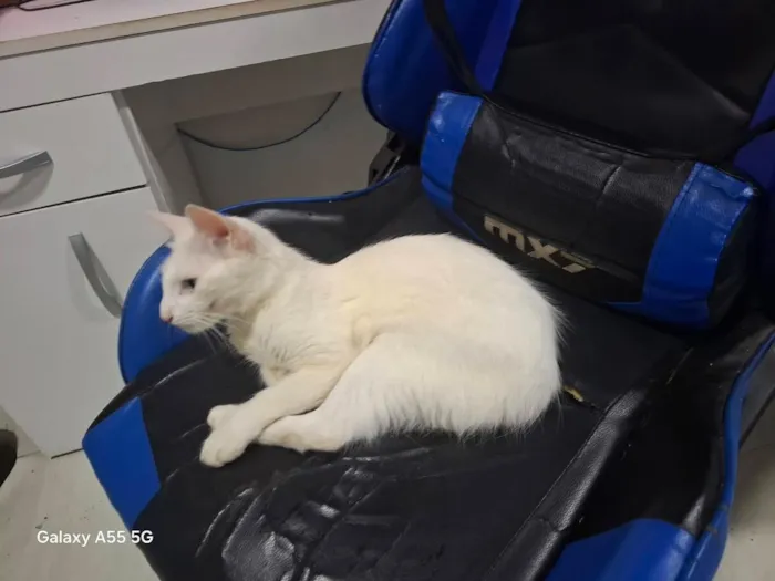 Gato raça SRD-ViraLata idade 7 a 11 meses nome Kyra