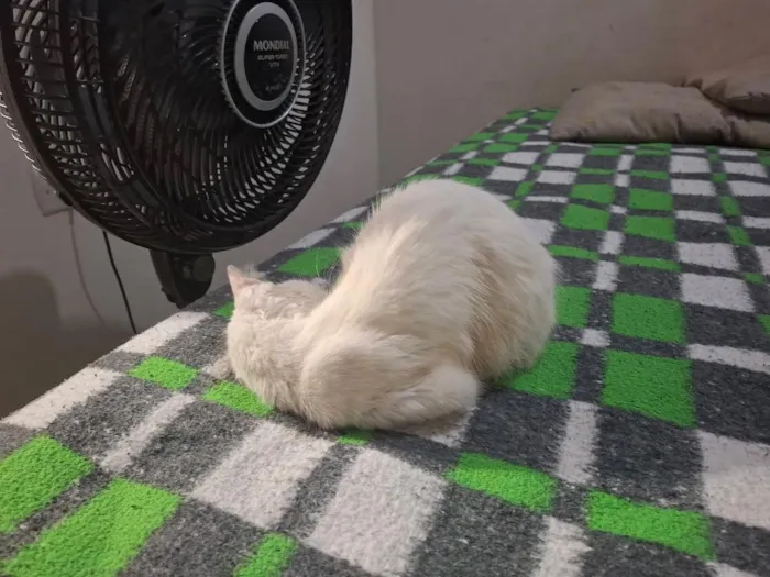 Gato raça SRD-ViraLata idade 7 a 11 meses nome Kyra