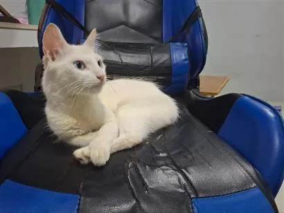Gato raça SRD-ViraLata idade 7 a 11 meses nome Kyra