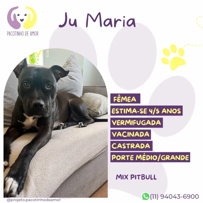 Cachorro raça SRD-ViraLata idade 4 anos nome Ju Maria